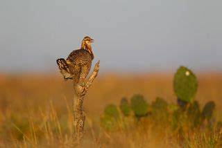 Within Texas’ Refugio-Goliad Prairie, many heritage ... - raincitystudios.com