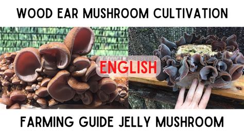 Wood/Jelly Ears - The Easy Edible Mushroom For Beginners ... - balustradellc