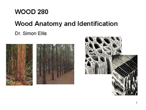 WOOD 280 : Wood Anatomy and Identification - University of British … - raincitystudios.com