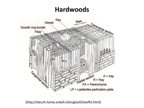 Wood anatomy and structure , wood and its products - raincitystudios.com