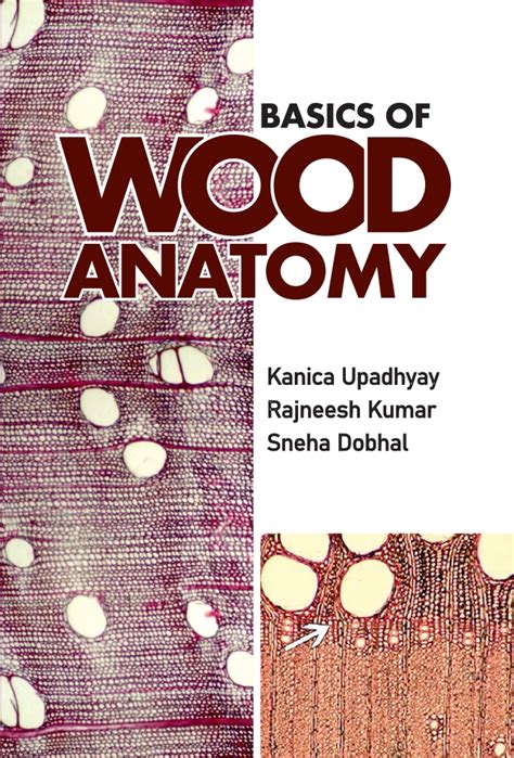 Wood Anatomy Basics (Chapter 4) - Wood in Archaeology - raincitystudios.com