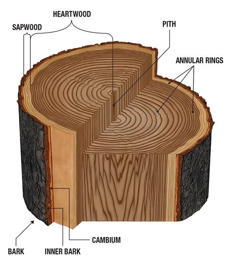 Wood Anatomy - an overview | ScienceDirect Topics - raincitystudios.com