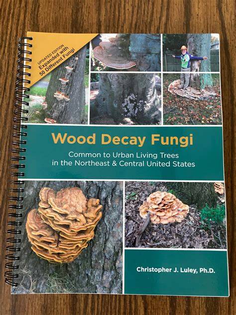 Wood Decay by Fungi: Challenges and Prevention - Springer - raincitystudios.com