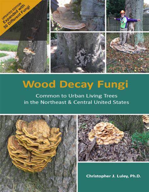 Wood Decay Fungi Explained - Bristol Tree Services - raincitystudios.com