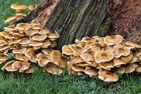 Wood Decay Fungi in Landscape Trees - ucanr.edu - raincitystudios.com