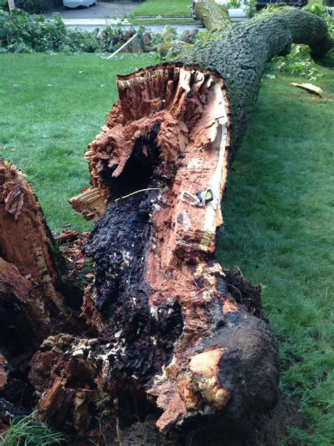 Wood Decay in Trees | Forest Pathology - raincitystudios.com