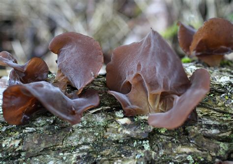 Wood Ear (Tree Ear) - Missouri Department of Conservation - balustradellc