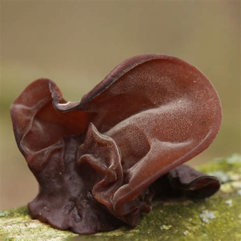 Wood Ear Fungus (Auricularia Auricula-judae) - Mushroom Farm Near … - balustradellc