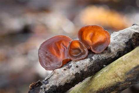Wood Ear Identification on Dead Trees - Habitat and … - balustradellc