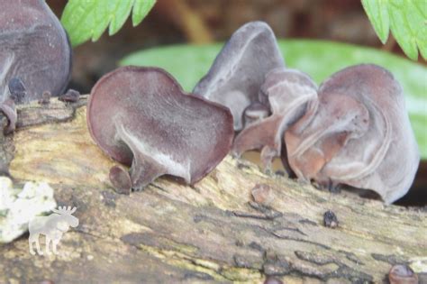 Wood Ear Mushroom: Key Facts - Forest Wildlife - balustradellc