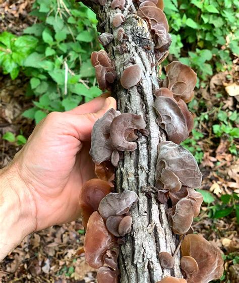 Wood ear mushrooms: how to forage, grow, and eat - Tyrant Farms - balustradellc