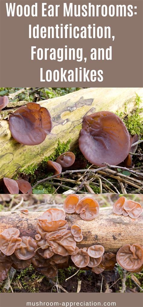 Wood Ear Mushrooms: Identification, Foraging, and Lookalikes - balustradellc