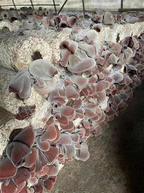 Wood Ear Mushrooms cultivation || Cloud Ear Mushroom Farming - balustradellc