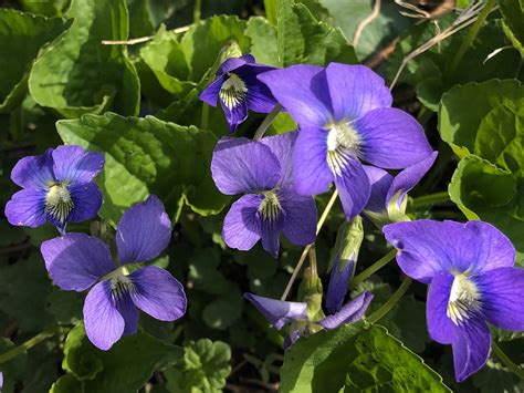 WOOD VIOLET