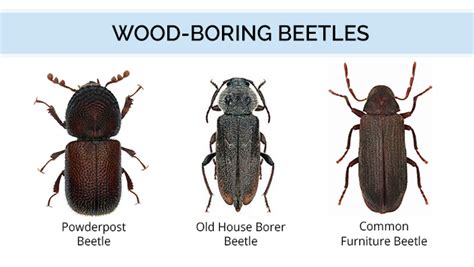 Wood-Boring Beetles: Identification, Damage, and Control - balustradellc