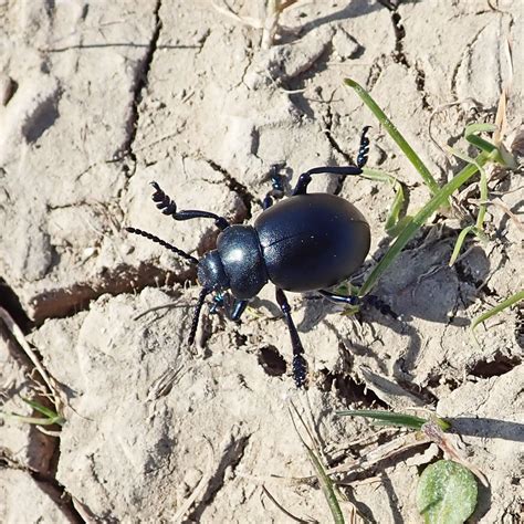 Wood-Boring Beetles: What to Look For | Step-By-Step … - balustradellc