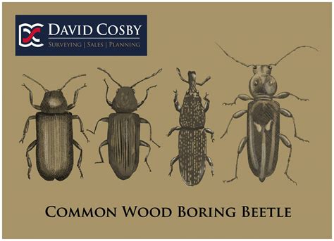Wood-Boring Beetles - MU Extension - balustradellc