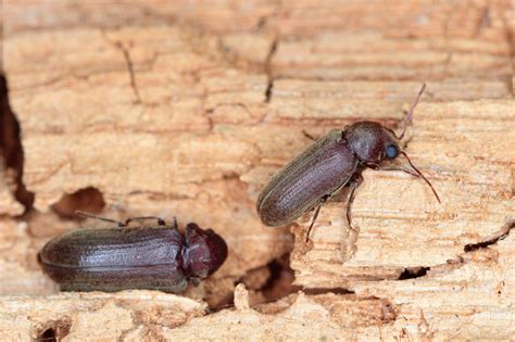 Wood-Boring Beetles in Houses - Home & Garden … - balustradellc