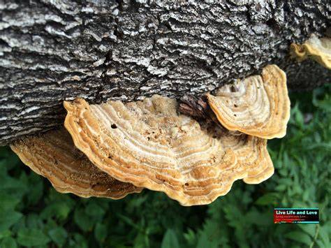 Wood-decay fungus - raincitystudios.com