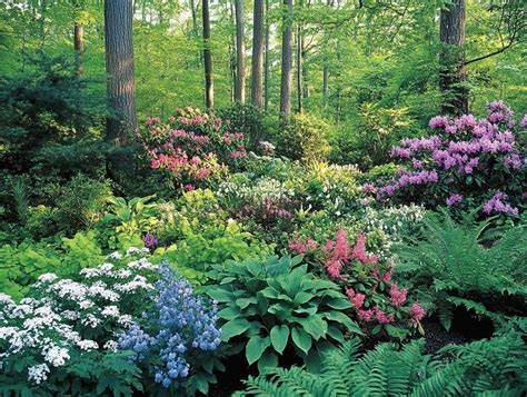 Woodland plants - NatureScot - raincitystudios.com