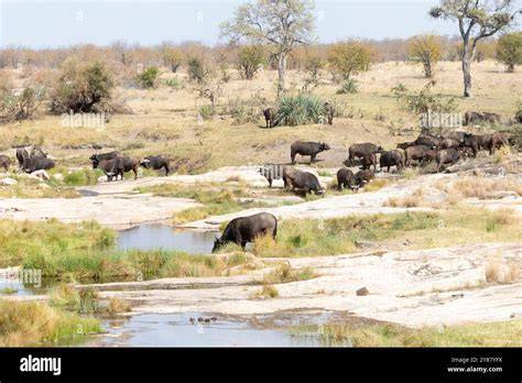 Woodland Savannah | Wildlife Habitat | Safari Region | African Wildlife ... - raincitystudios.com