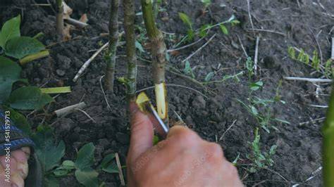 Woody Propagation Basics - Growing A Greener World® - raincitystudios.com