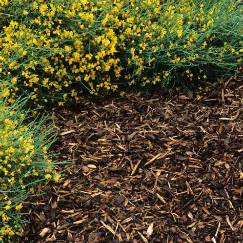 Woody Waste: Using as Mulch | RHS Advice - RHS … - raincitystudios.com