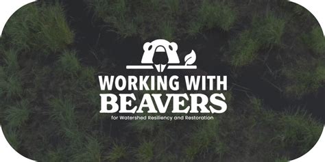 Working with Beavers - National Wildlife Federation - raincitystudios.com