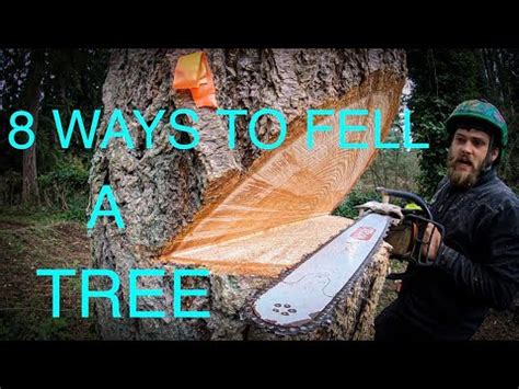WORLD'S BEST TREE FELLING TUTORIAL! Way more information than ... - balustradellc