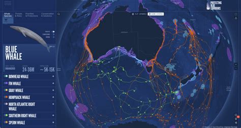 World’s first interactive map of whale migration reveals growing ... - muktibox.com