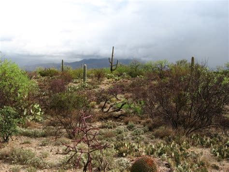 World Climates 5: Climate Flashcards | Quizlet - wintechmobiles.com