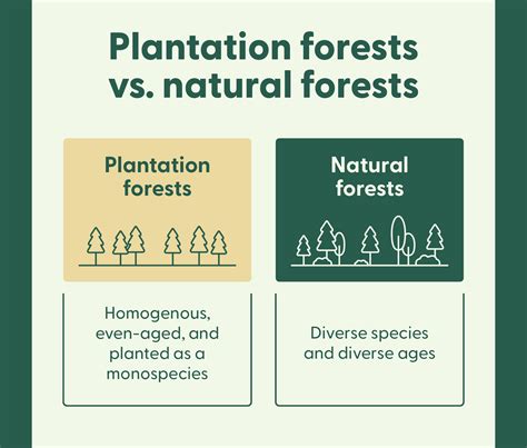 World Forest Day: Plantation vs Natural Forests - raincitystudios.com
