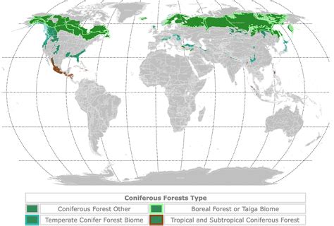 World Map of Coniferous Forests - Databayou - raincitystudios.com