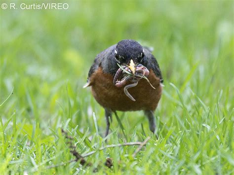 WORM-EATING BIRDS - VIREO Bird photos