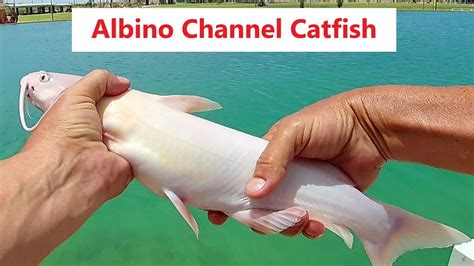 Wow! Catch an Albino Catfish in a Hole, Including a Giant Catfish ... - balustradellc