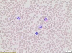 Wright-Giemsa Stain, Modified - MilliporeSigma - muktibox.com