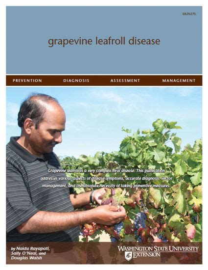 WSU Extension Publications Grapevine Leafroll Disease