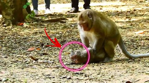 WTF Baby monkey repeated Mating, masturbation, mating