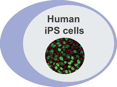 WTSIi038-A Human iPS Cell Line