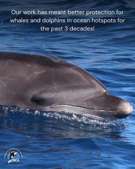 WWF’s global CETaCEaN CoNsErvaTioN programmE - raincitystudios.com
