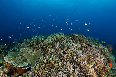 WWF Marine Buddies - Komunitas Indonesia - raincitystudios.com