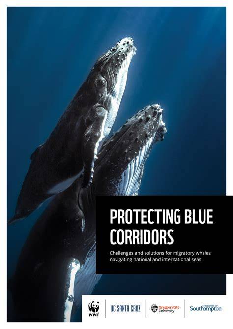 WWF Protecting Blue Corridors Report - World-First … - raincitystudios.com