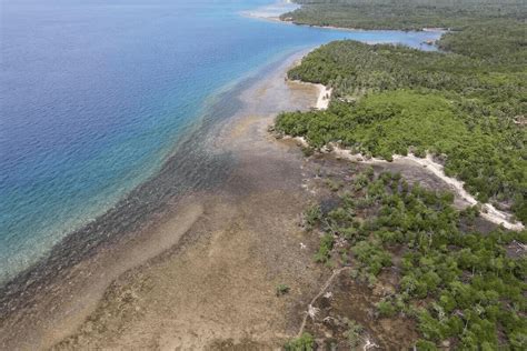 WWF-Singapore and EDB tackle hurdles in protecting Asia’s mangroves ... - raincitystudios.com