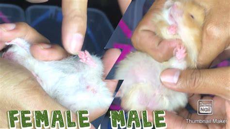 WWW HAMSTER SEX ngesex & pemain wildcard lokal untuk sensasi terbaru topik situs bokep hot goyang pinggul tergoda lihat vibe-nya ulas teknik vokal 86 image 1