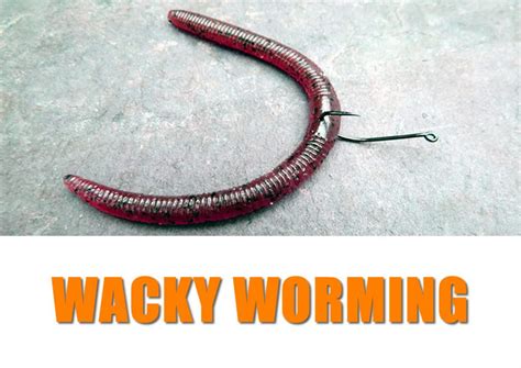 Wacky Worm History. - Fishing Tackle - Bass Fishing Forums