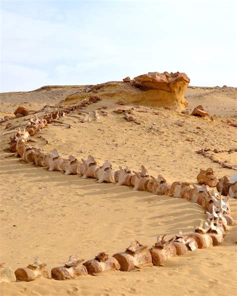 Wadi Al Hitan valley of whales day Trip from Cairo