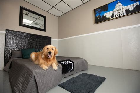 Wags hotel. All Day Play Add-On. $24. Let your dog play all day long in supervised playgroups. Book Activities. 