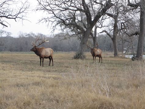 Wait — are there elk in Central Texas?
