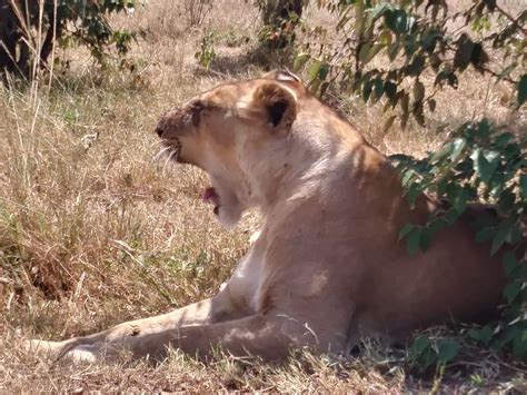 Waking the Lioness