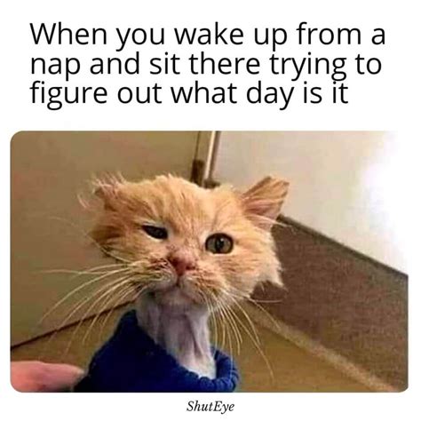 Cat waking up. by emily.dhurandhar. 896 views, 2 upvotes. Images tagged "cat waking up". Make your own images with our Meme Generator or Animated GIF Maker.